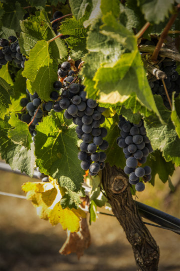 Mario Soldati e la Sardegna in “Vino al vino”