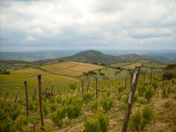 Mario Delitala. Cannonau in franchezza