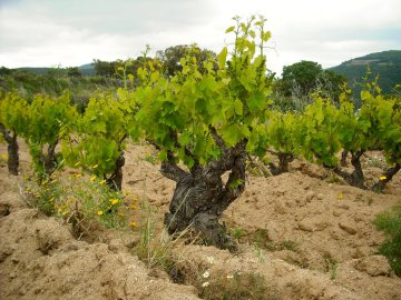 Cannonau in franchezza Cannonau in franchezza