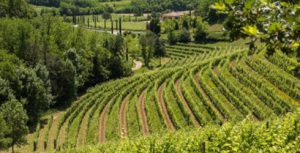 Collio Day