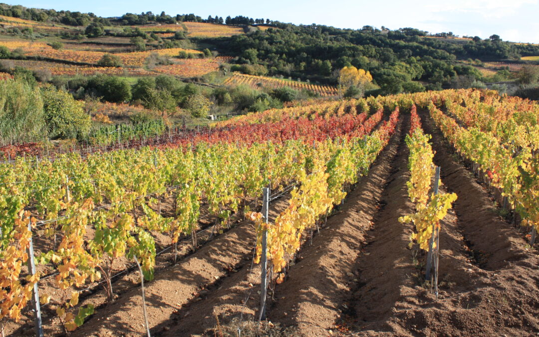 Mandrolisai, cuore della Sardegna: vini e prodotti in un paesaggio rurale al centro dell’Isola
